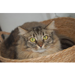 Кошка Лея ищет дом