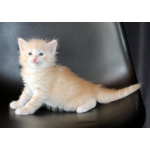 Сибирские котята