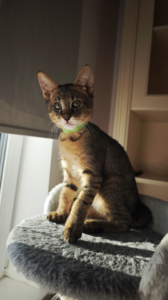 Чаузи котята