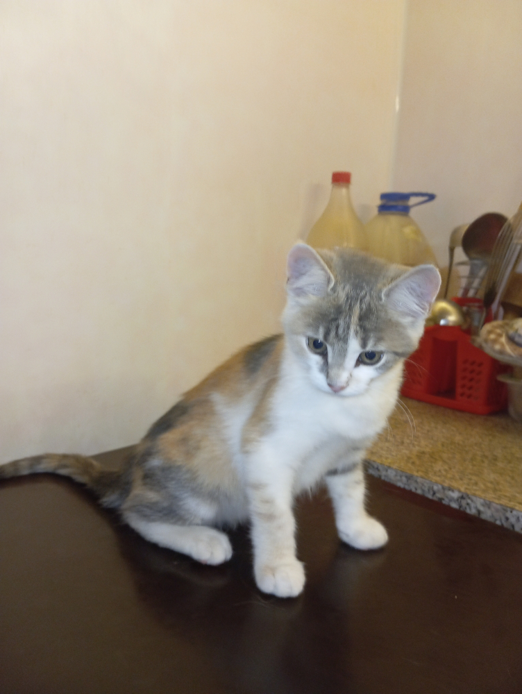 Отдам в зорошие руки котёнка