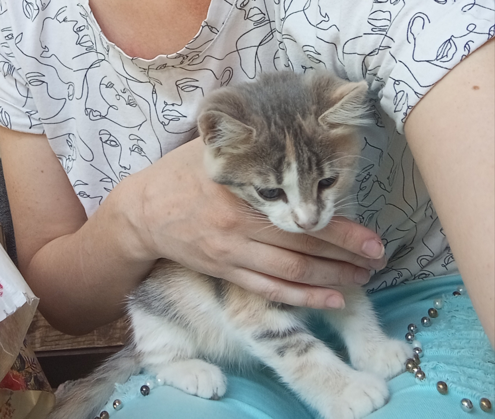 Отдам в хорошие руки котёнка
