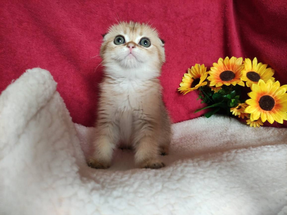 Шотландский вислоухий золотой котик Ирвин
