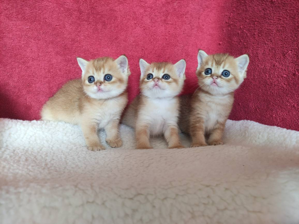 Шотландские золотые котята котики