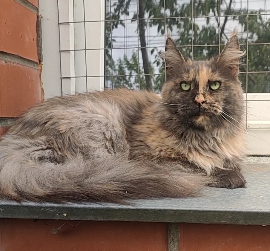 Кошка мейн кун,6 лет