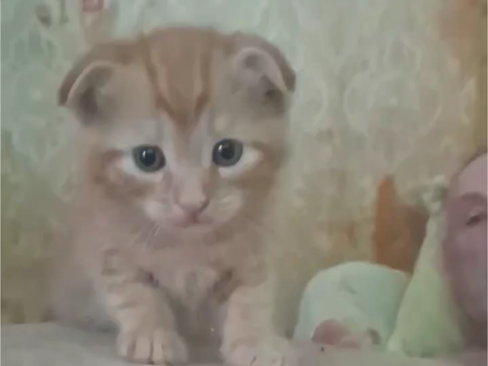 Шотландец, котенок