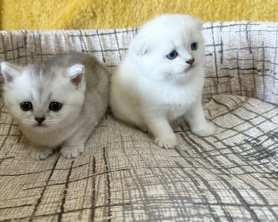 Шотландцы эффектных окрасов