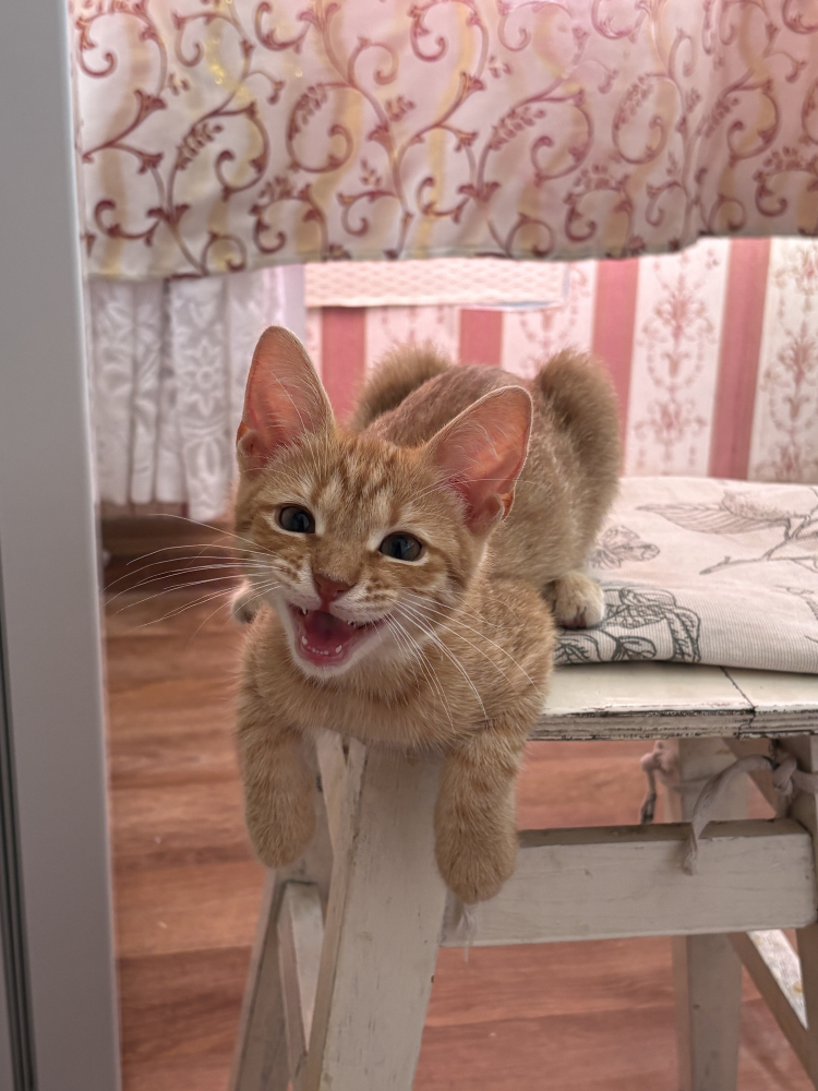Красивый умный котенок