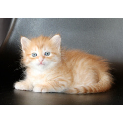 Сибирские котята