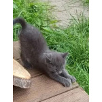 Ищем дом для пяти невероятно красивых котят