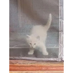 Ищем дом для пяти невероятно красивых котят