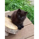 Ищем дом для пяти невероятно красивых котят