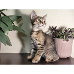 Отдам котят