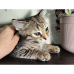 Отдам котят