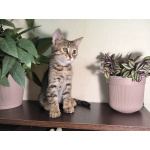 Отдам котят