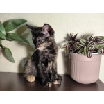 Отдам котят