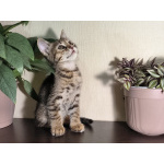 Отдам котят