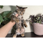 Отдам котят