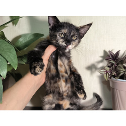 Отдам котят