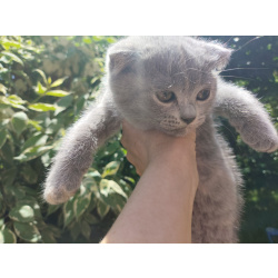 Продам чудесных шотландцев лавандового окраса