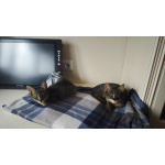 Чаузи котята