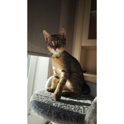 Чаузи котята