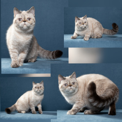 Экзотическая короткошерстная, ЭКЗОТ