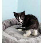 Ищем дом для космических котят