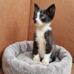 Ищем дом для космических котят