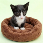Ищем дом для космических котят