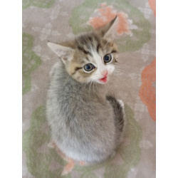 Подарю котят от британской кошки