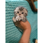Шотландский котенок