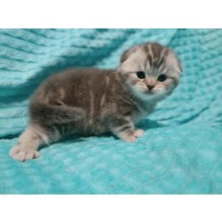 Шотландский котенок