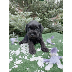 Цвергшнауцер щенок мальчик