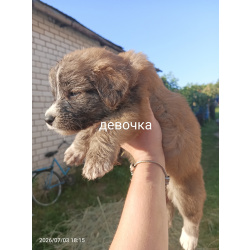 Щенки девочки