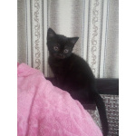 Шотландский прямоухий котенок