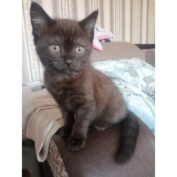Шотландский прямоухий котенок