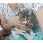 Отдам в зорошие руки котёнка
