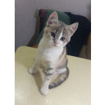 Отдам в хорошие руки котёнка