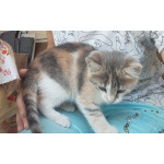 Отдам в хорошие руки котёнка