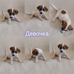 Джек-рассел-терьер, щенок, метрика РКФ, прививки