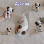 Джек-рассел-терьер, щенок, метрика РКФ, прививки