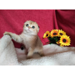 Шотландский вислоухий золотой котик Ирвин