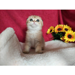 Шотландский вислоухий золотой котик Ирвин