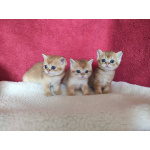Шотландские золотые котята котики