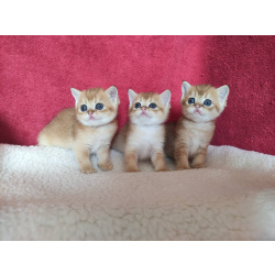 Шотландские золотые котята котики