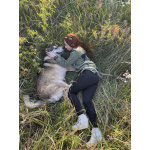 Пёс по кличке Тигр ищет любящего хозяина!