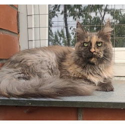 Кошка мейн кун,6 лет