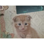 Шотландец, котенок
