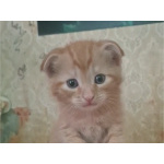 Шотландец, котенок