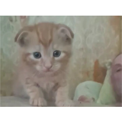 Шотландец, котенок
